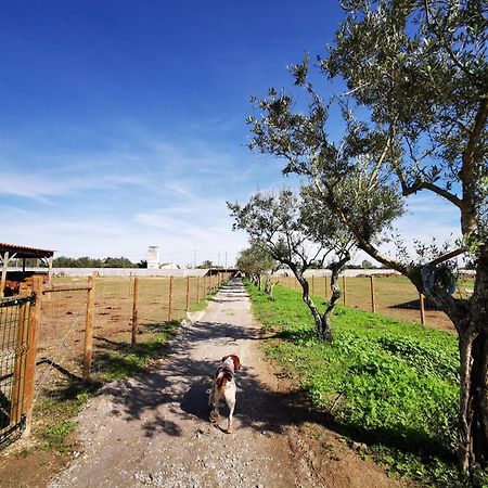 Quinta Do Louredo - Evora Villa Eksteriør billede