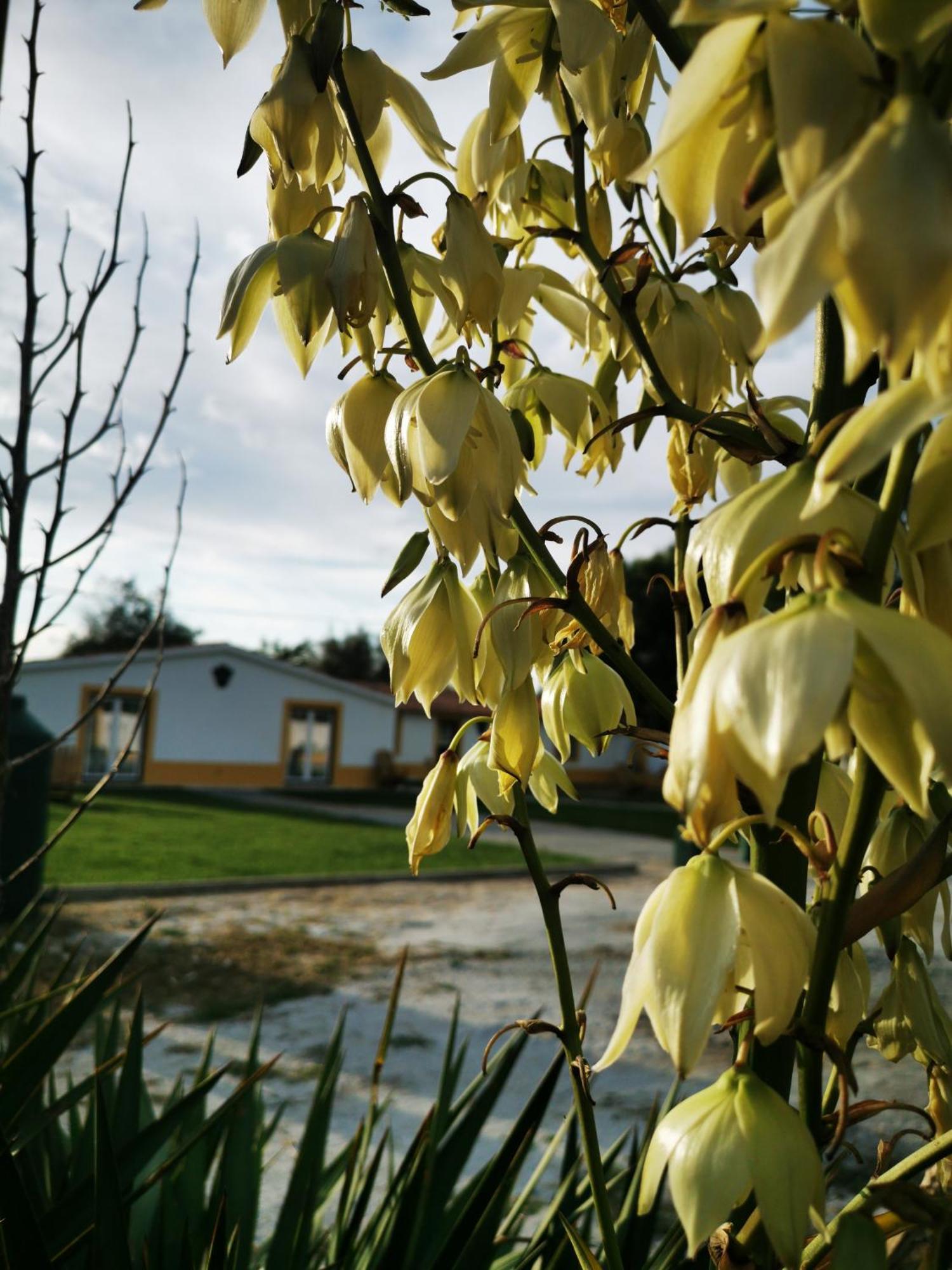 Quinta Do Louredo - Evora Villa Eksteriør billede